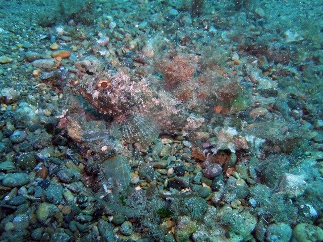 Cabo Tiñoso - Dive Center in Spain