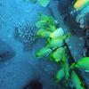 Picture taken during the dive
