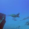 Picture taken during the dive