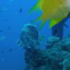 Picture taken during the dive