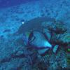 Picture taken during the dive