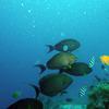 Picture taken during the dive
