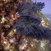 Picture taken during the dive