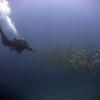 Picture taken during the dive
