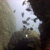 Picture taken during the dive