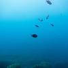 Picture taken during the dive