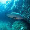 Picture taken during the dive