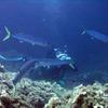 Picture taken during the dive