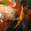 Picture taken during the dive