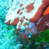 Picture taken during the dive