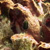Picture taken during the dive