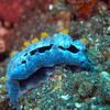 Picture taken during the dive