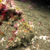 Picture taken during the dive