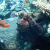 Picture taken during the dive
