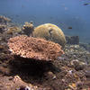 Picture taken during the dive