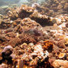 Picture taken during the dive