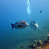 Picture taken during the dive