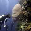 Picture taken during the dive