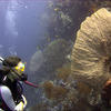 Picture taken during the dive