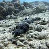 Picture taken during the dive