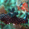 Picture taken during the dive