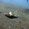 Picture taken during the dive