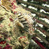 Picture taken during the dive