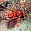 Picture taken during the dive