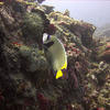 Picture taken during the dive