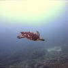 Picture taken during the dive