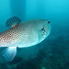 Picture taken during the dive