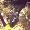Picture taken during the dive