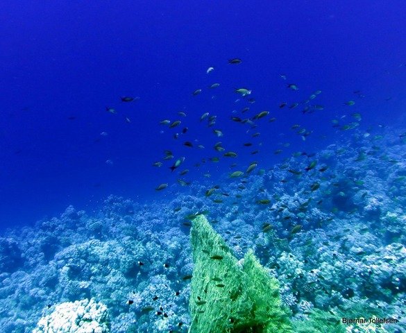 Colona Dive Center-Sharm El Sheikh - Dive Center in Egypt