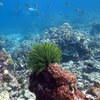 Picture taken during the dive
