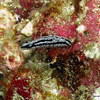 Picture taken during the dive