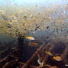 Picture taken during the dive