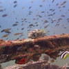 Picture taken during the dive