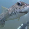 Picture taken during the dive
