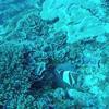 Picture taken during the dive