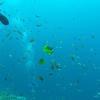 Picture taken during the dive