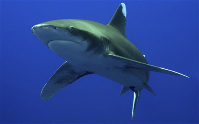 Diving in Egipto, Marsa Alam - By Captain Jfd