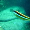 Picture taken during the dive