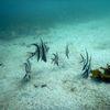 Picture taken during the dive