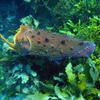 Picture taken during the dive