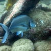 Picture taken during the dive