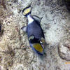 Picture taken during the dive