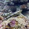 Picture taken during the dive