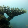 Picture taken during the dive