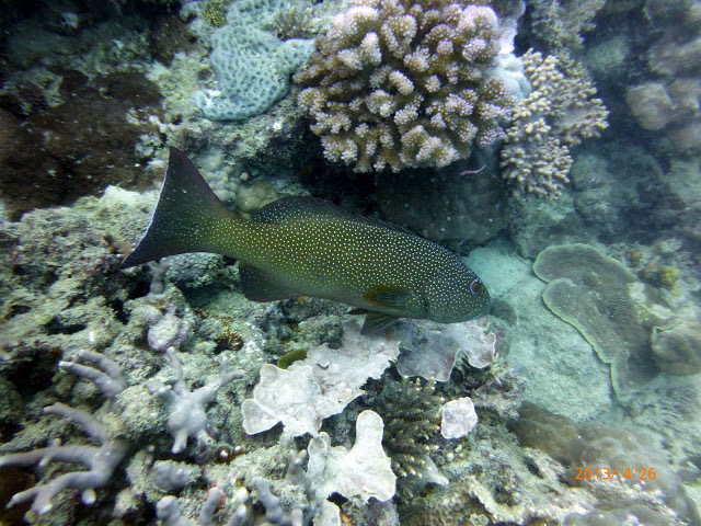 Sea Star Cruises - Dive Center in Australia
