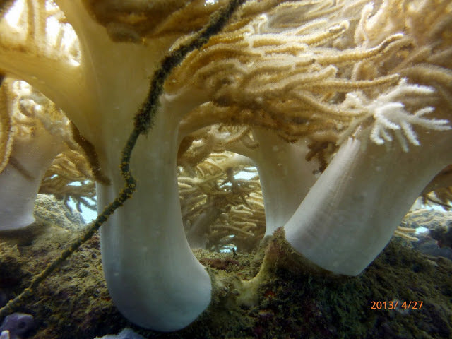 Fitzroy Island Dive Centre - Dive Center in Australia